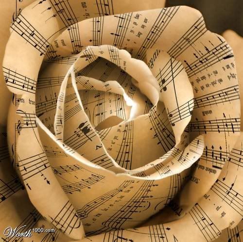 music rose Pictures, Images and Photos