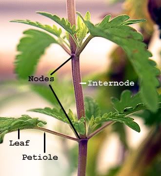 weed nodes