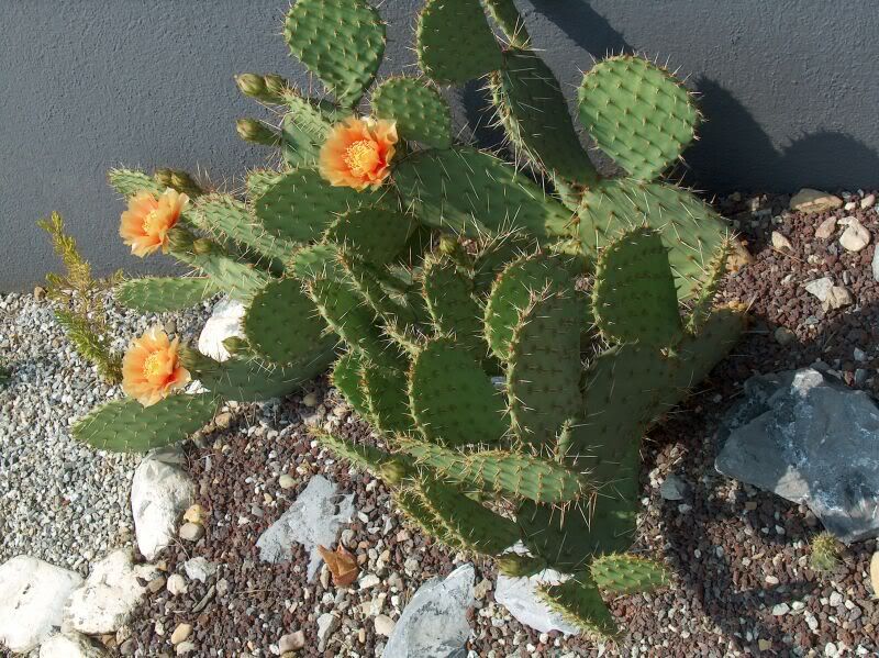 opuntia_cymochila_2.jpg