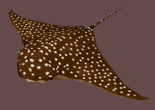 spotted eagle ray stuffed animal