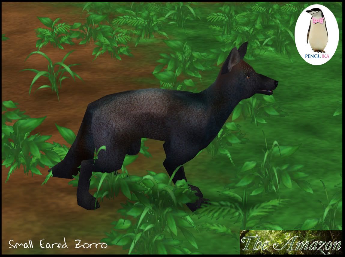 SmallEared Zorro Penguika