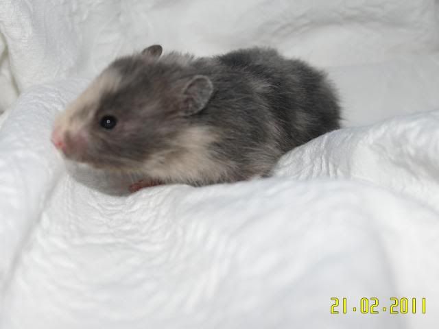 Billede
