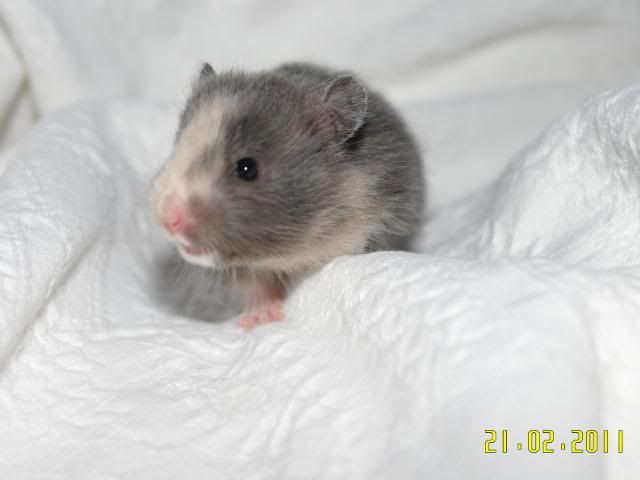 Billede