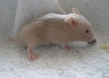 Billede