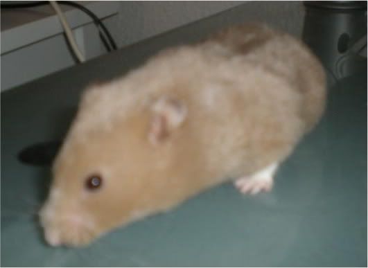 Billede