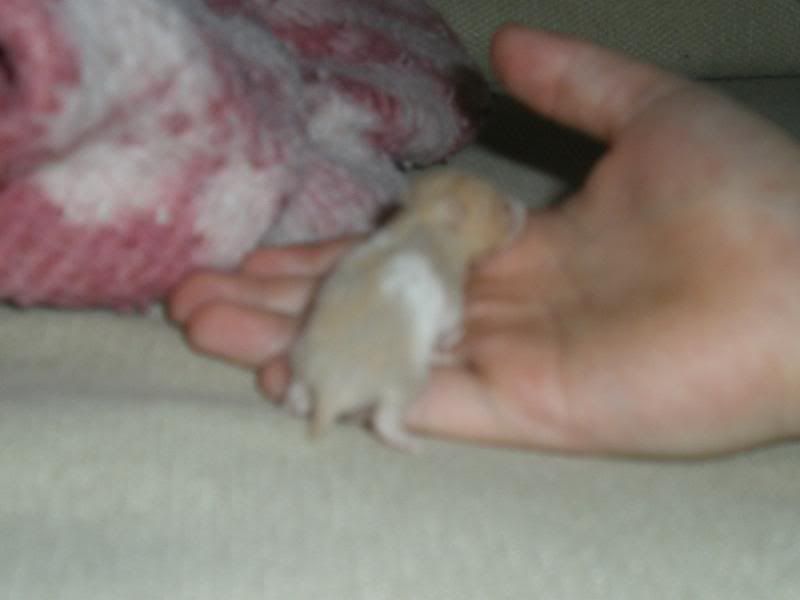 Billede