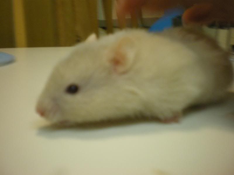 Billede