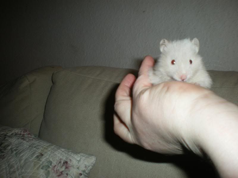 Billede