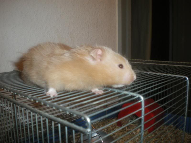 Billede