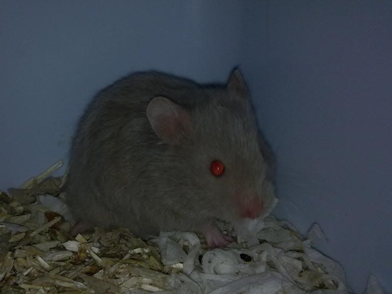Billede