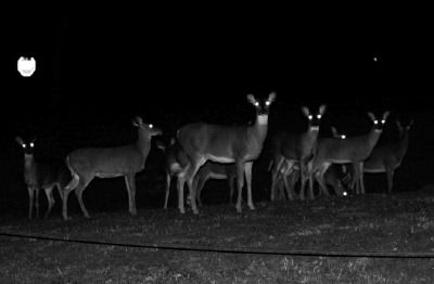  photo deer headlights 2_zps9xqisral.jpg