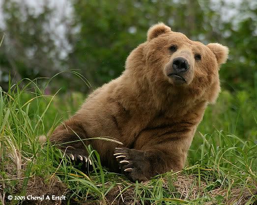 bear Pictures, Images and Photos
