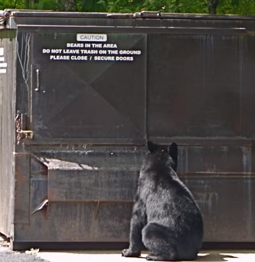 bear_trash.jpg