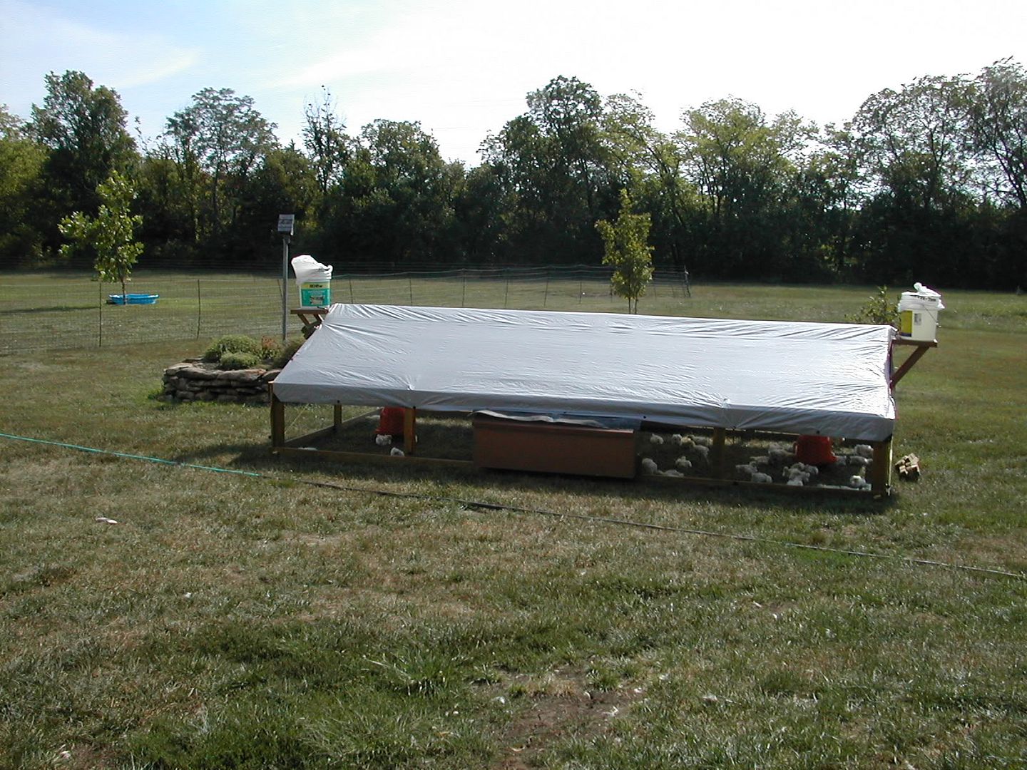 chicken are a loosing deal - Homesteading Questions