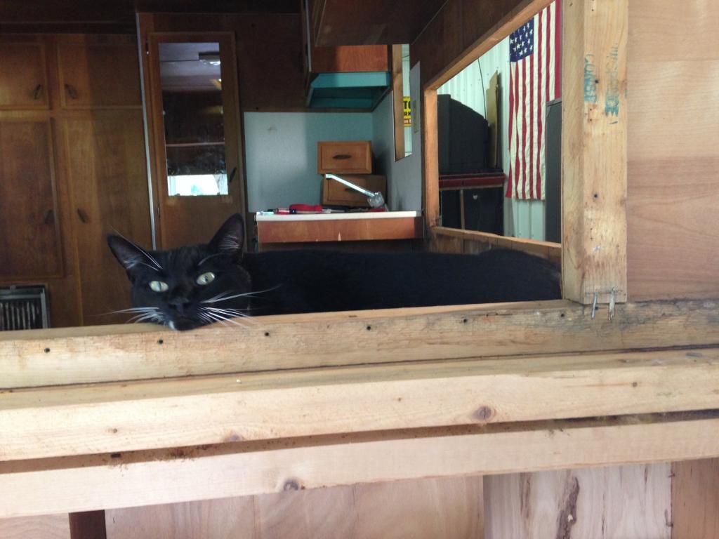 My cat Biz enjoyed exploring the camper during the tear down.