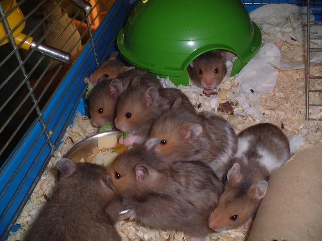 Baby Syrian Hamsters For Sale