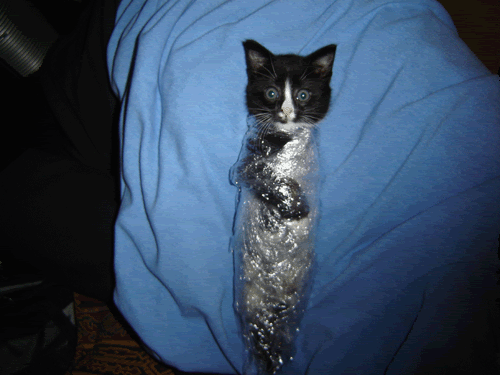 http://i45.photobucket.com/albums/f56/OwlsRule666/SaranCat.gif