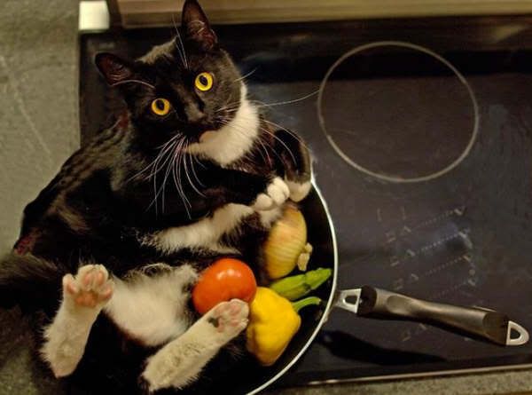 http://i45.photobucket.com/albums/f56/OwlsRule666/stirfrycathr1.jpg