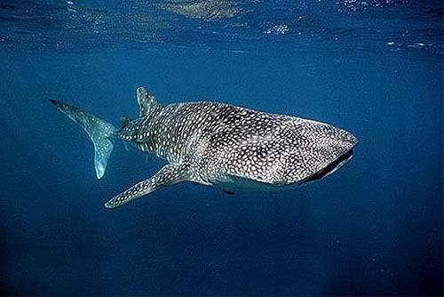 endangered whale  shark