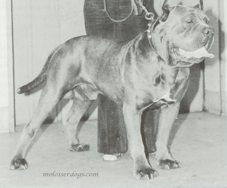 http://i45.photobucket.com/albums/f57/boerhunter77/old%20neos/1978mastino-ario.jpg