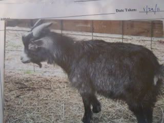 For Sale and Wanted - Goats
