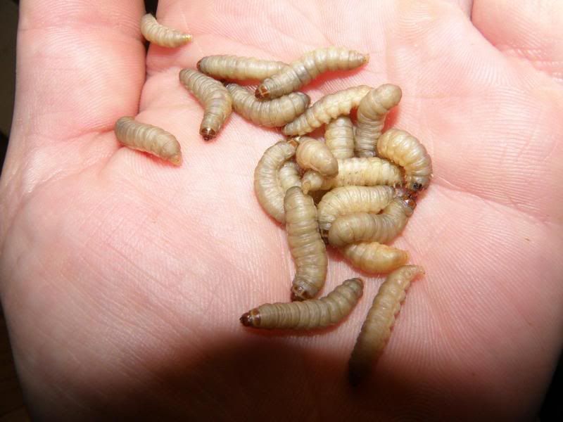 Wax worms Aussie Pythons & Snakes Forum