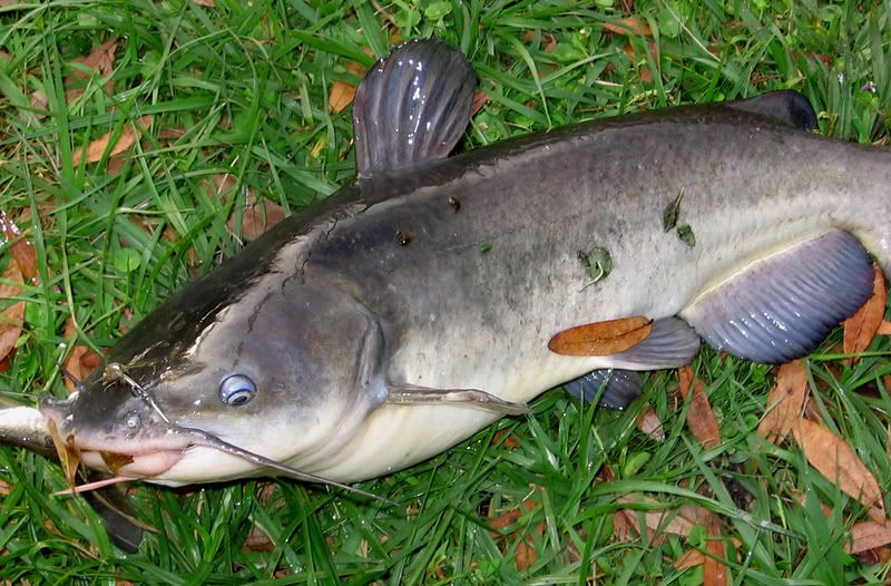 Black Bullhead Catfish Diet