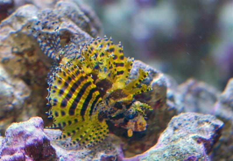What is a dwarf lionfish?