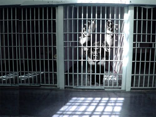 cagealcatraz_cell_ape.jpg