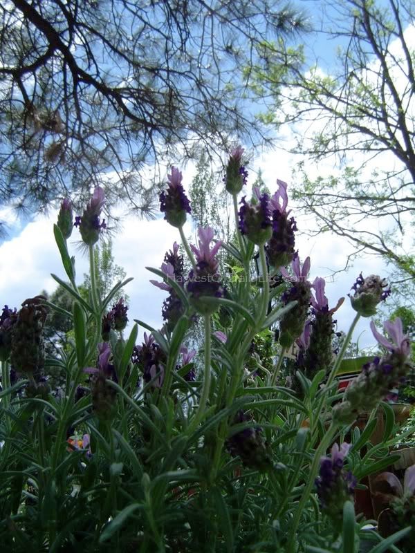 lavender blooms with pine forest behind