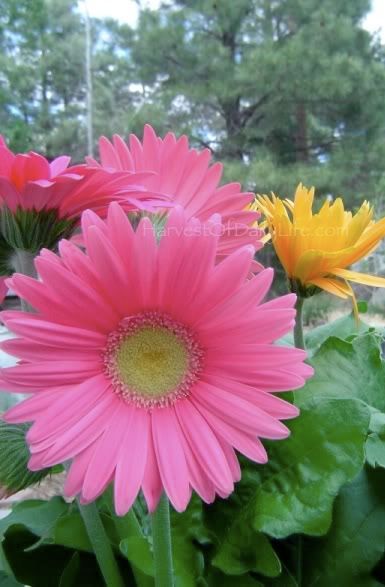 pink and orange gerbera daisies