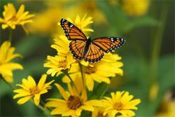 A butterfly amidst sunshine and blossoms