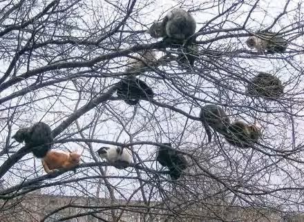 cats in a tree photo: cats in a tree popular-cat-tree.jpg