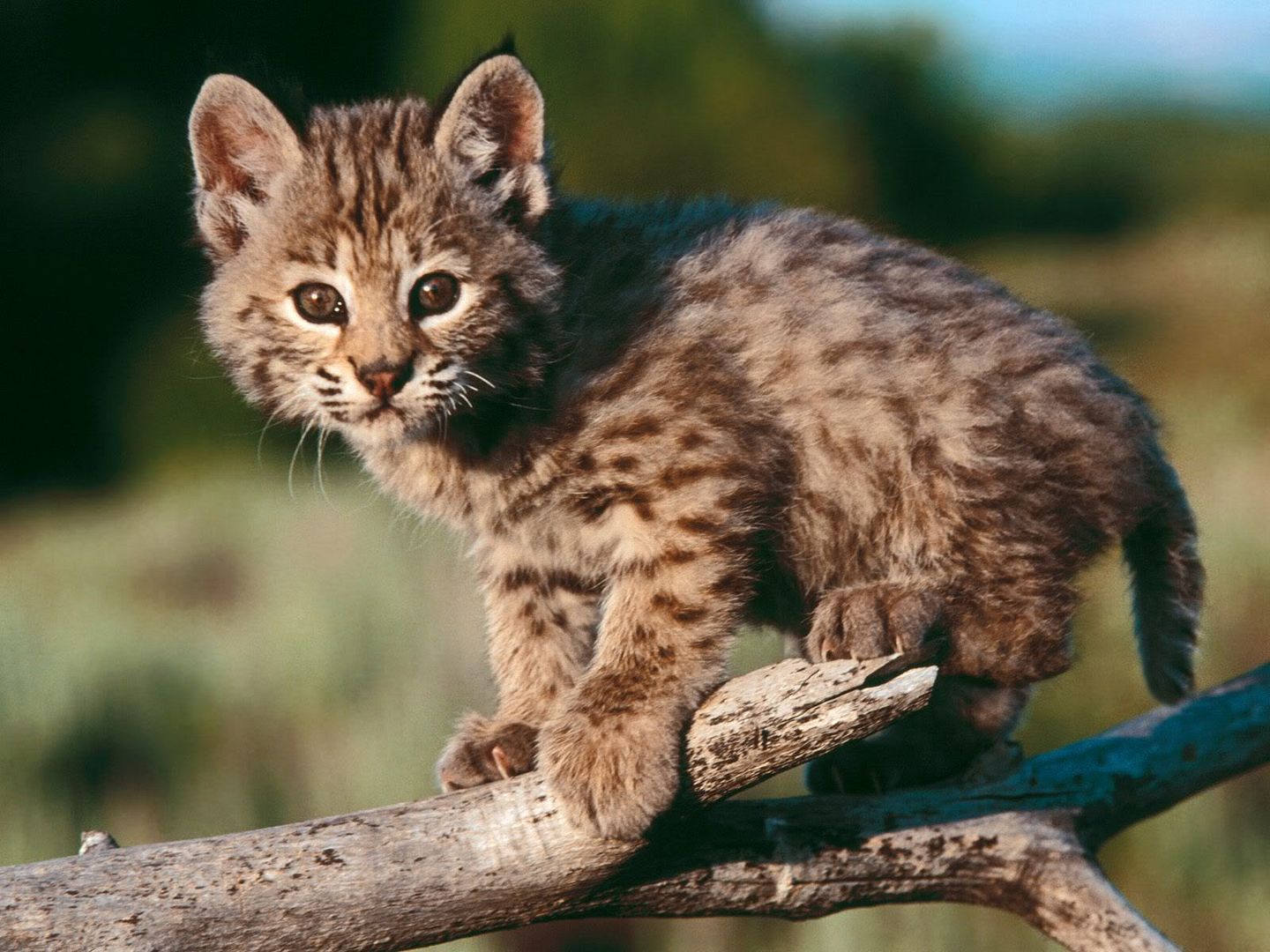 http://i45.photobucket.com/albums/f63/abadip/Cat-BabyBobcat.jpg