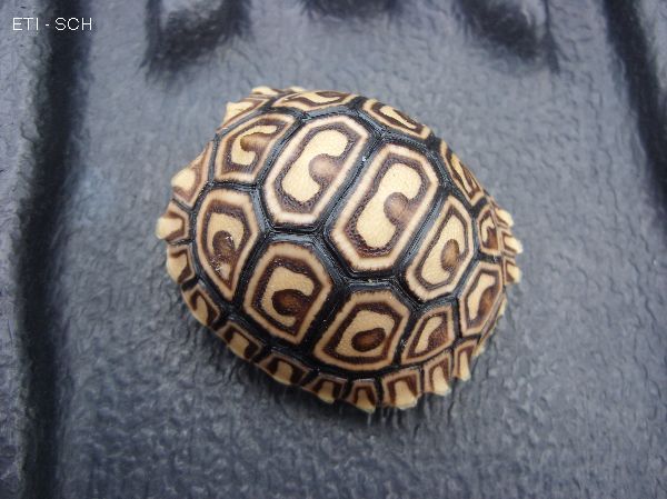 Cbb2013 Leopard Tortoises - Geochelone P. Babcocki & Pardalis 