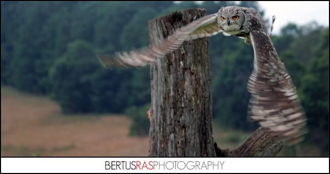 IMAGE: http://i45.photobucket.com/albums/f64/Wik1d/liftoff.jpg