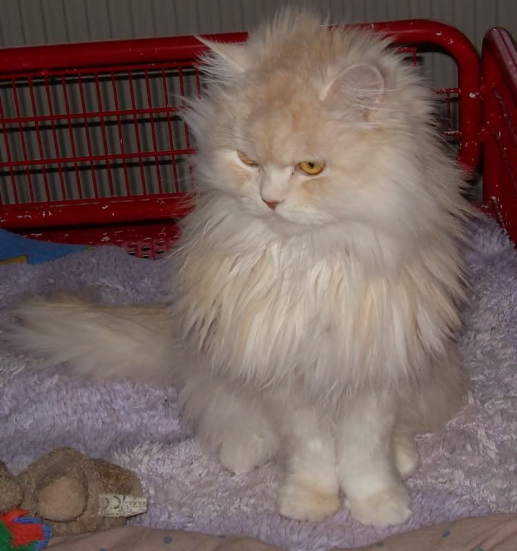1kater049.jpg