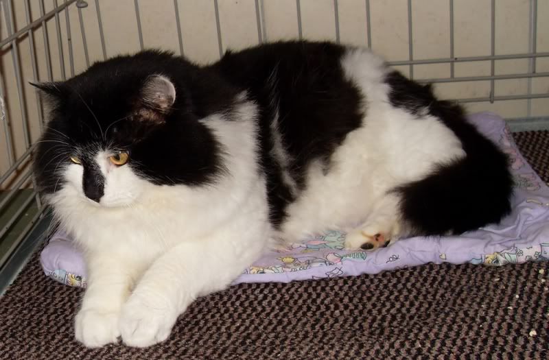 1kater052.jpg