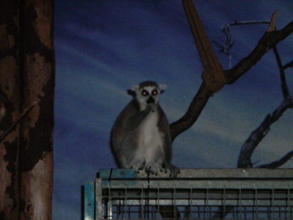  photo Lemur.jpg