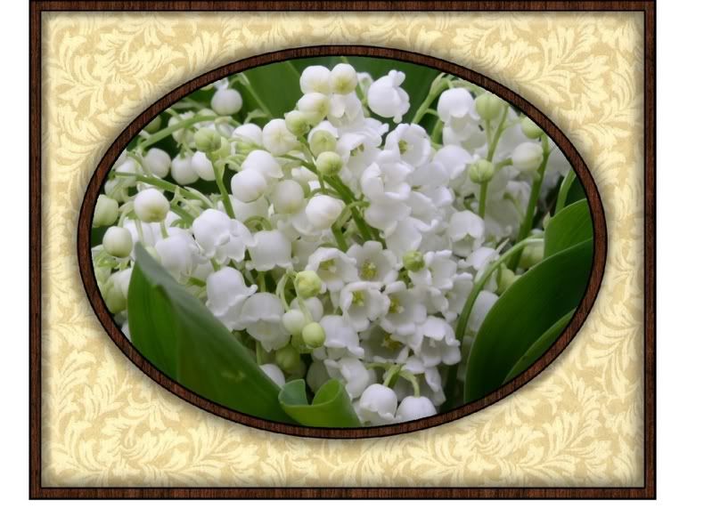 globe muguet Pictures, Images and Photos