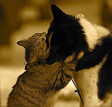 cat-dog-hug.jpg