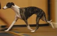 Forevrs Brindle Bombshell