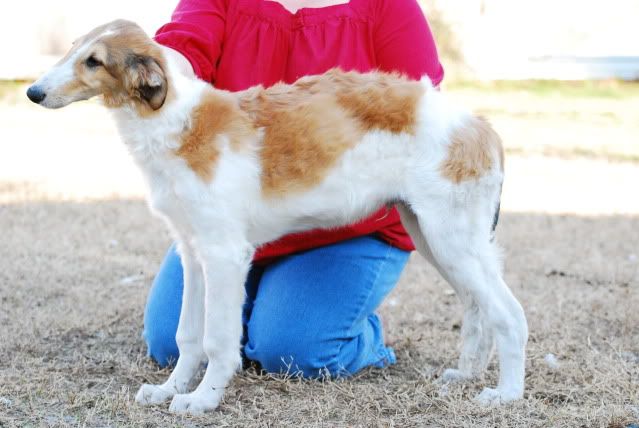 borzoi puppies texas