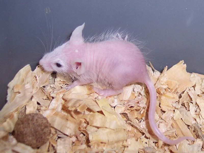 HairlessMouseWhite2.jpg