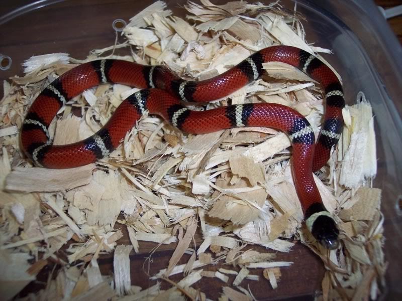 milksnake.jpg