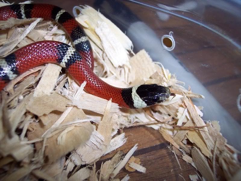 milksnake2.jpg