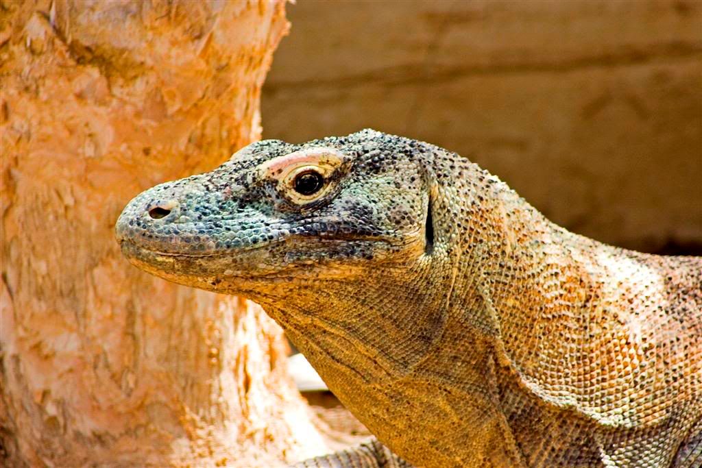 IMAGE: http://i45.photobucket.com/albums/f67/wardie_j/Nature/IMG_0755Large.jpg