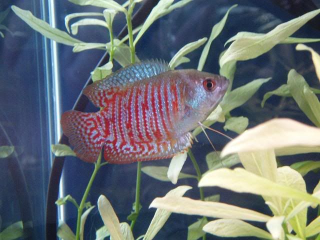 DwGourami.jpg