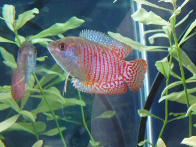 DwarfGourami.jpg