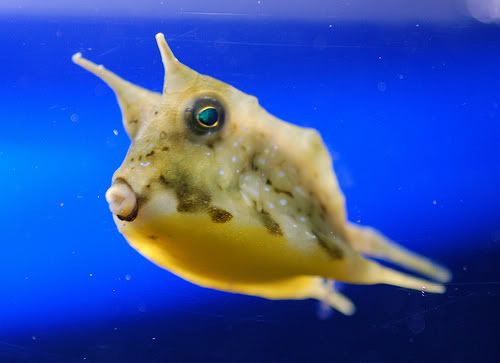 cowfish.jpg